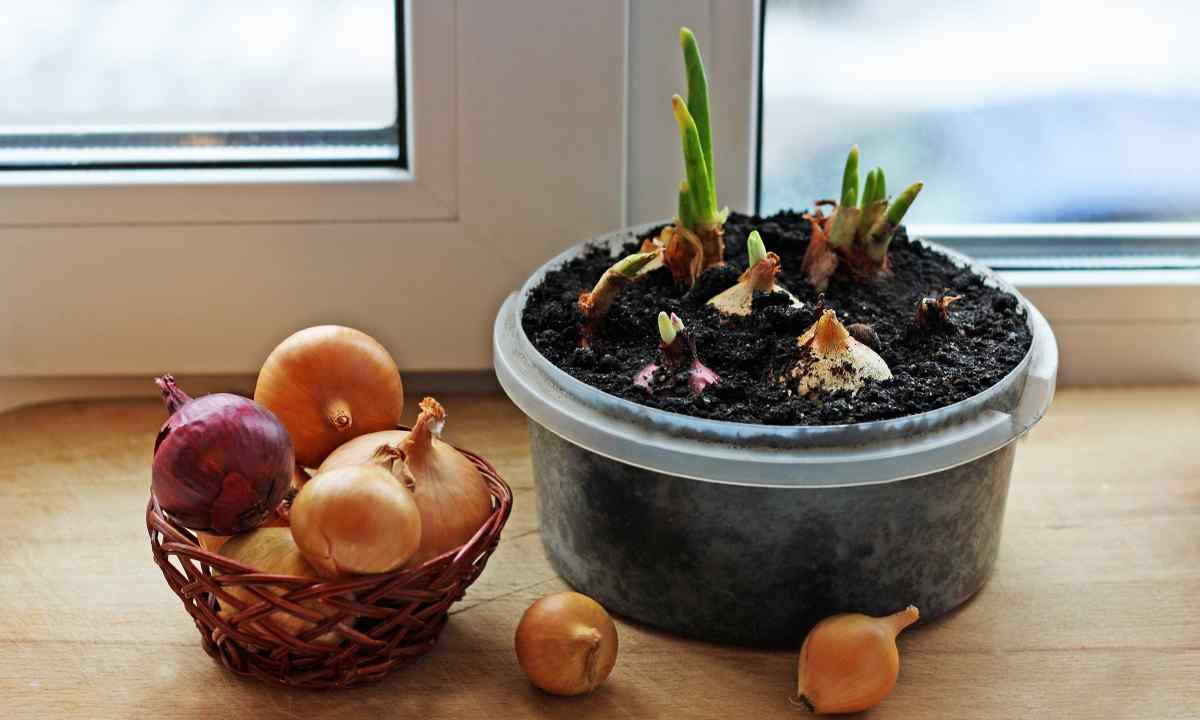How to grow up onions on windowsill